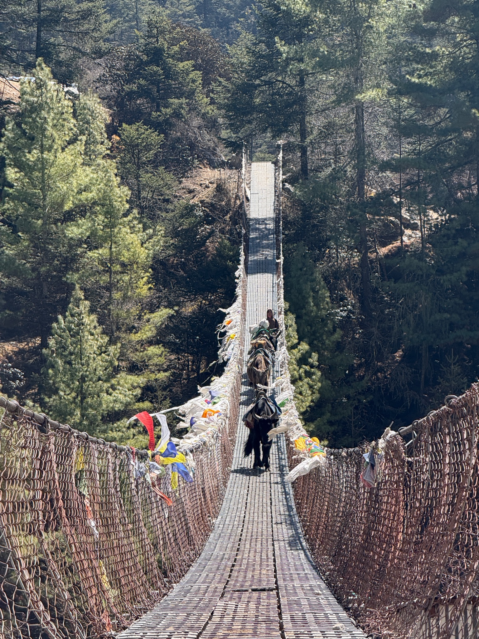 Pont suspendu avec animaux de portage